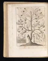 An illustration from Miscellanea curiosa, sive, Ephemeridum medico-physicarum Germanicarum (1677)