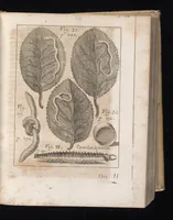 An illustration from Miscellanea curiosa, sive, Ephemeridum medico-physicarum Germanicarum (1677)