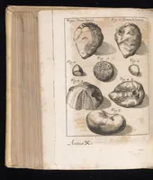 An illustration from Miscellanea curiosa, sive, Ephemeridum medico-physicarum Germanicarum (1677)