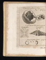 An illustration from Miscellanea curiosa, sive, Ephemeridum medico-physicarum Germanicarum (1677)