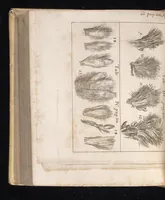 An illustration from Miscellanea curiosa, sive, Ephemeridum medico-physicarum Germanicarum (1677)
