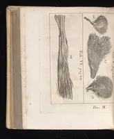 An illustration from Miscellanea curiosa, sive, Ephemeridum medico-physicarum Germanicarum (1677)
