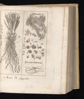 An illustration from Miscellanea curiosa, sive, Ephemeridum medico-physicarum Germanicarum (1677)