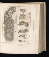 An illustration from Miscellanea curiosa, sive, Ephemeridum medico-physicarum Germanicarum (1677)