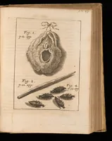 An illustration from Miscellanea curiosa, sive, Ephemeridum medico-physicarum Germanicarum (1677)
