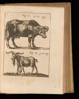 An illustration from Miscellanea curiosa, sive, Ephemeridum medico-physicarum Germanicarum (1677)