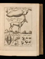 Picture 2 of 28 from Miscellanea curiosa, sive, Ephemeridum medico-physicarum Germanicarum (1677), leaf 142