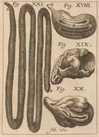An illustration from Miscellanea curiosa, sive, Ephemeridum medico-physicarum Germanicarum (1677)