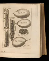 An illustration from Miscellanea curiosa, sive, Ephemeridum medico-physicarum Germanicarum (1677)