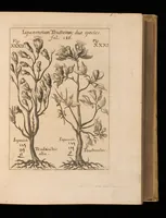 An illustration from Miscellanea curiosa, sive, Ephemeridum medico-physicarum Germanicarum (1677)