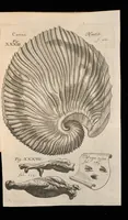 An illustration from Miscellanea curiosa, sive, Ephemeridum medico-physicarum Germanicarum (1677)