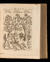 An illustration from Miscellanea curiosa, sive, Ephemeridum medico-physicarum Germanicarum (1677)