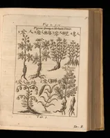 An illustration from Miscellanea curiosa, sive, Ephemeridum medico-physicarum Germanicarum (1677)