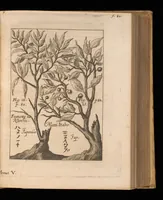 An illustration from Miscellanea curiosa, sive, Ephemeridum medico-physicarum Germanicarum (1677)