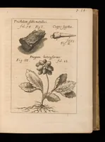 Picture 1 of 28 from Miscellanea curiosa, sive, Ephemeridum medico-physicarum Germanicarum (1677), leaf 82