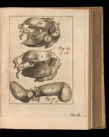 An illustration from Miscellanea curiosa, sive, Ephemeridum medico-physicarum Germanicarum (1677)