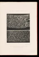 An illustration from La dentelle; 30 photographies d'après nature reproduites en phototypie (1884)