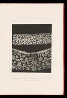An illustration from La dentelle; 30 photographies d'après nature reproduites en phototypie (1884)