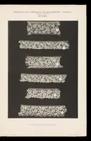 Picture 8 of 9 from Spitzen aus dem Museum der Königl Industrieschule zu Plauen i. V (1903), leaf 106