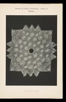 Picture 4 of 9 from Spitzen aus dem Museum der Königl Industrieschule zu Plauen i. V (1903), leaf 54