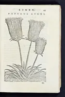 Picture 13 of 17 from Prosperi Alpini De plantis Aegypti liber : In quo non pauci, qui circa herbarum materiam irrepserunt, errores, deprehenduntur, quorum causa hactenus multa medicamenta ad vsum medicin[ae] admodum expetenda, plerisque medicorum, non sine artis iactura, occulta, atque obsoleta iacuerunt : accessit etiam liber de balsamo aliàs editus (1592), leaf 104