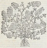 An illustration from Prosperi Alpini De plantis Aegypti liber : In quo non pauci, qui circa herbarum materiam irrepserunt, errores, deprehenduntur, quorum causa hactenus multa medicamenta ad vsum medicin[ae] admodum expetenda, plerisque medicorum, non sine artis iactura, occulta, atque obsoleta iacuerunt : accessit etiam liber de balsamo aliàs editus (1592)