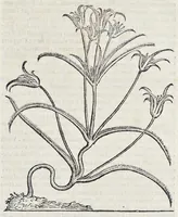 An illustration from Prosperi Alpini De plantis Aegypti liber : In quo non pauci, qui circa herbarum materiam irrepserunt, errores, deprehenduntur, quorum causa hactenus multa medicamenta ad vsum medicin[ae] admodum expetenda, plerisque medicorum, non sine artis iactura, occulta, atque obsoleta iacuerunt : accessit etiam liber de balsamo aliàs editus (1592)