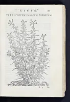 An illustration from Prosperi Alpini De plantis Aegypti liber : In quo non pauci, qui circa herbarum materiam irrepserunt, errores, deprehenduntur, quorum causa hactenus multa medicamenta ad vsum medicin[ae] admodum expetenda, plerisque medicorum, non sine artis iactura, occulta, atque obsoleta iacuerunt : accessit etiam liber de balsamo aliàs editus (1592)