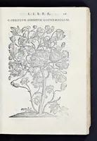 An illustration from Prosperi Alpini De plantis Aegypti liber : In quo non pauci, qui circa herbarum materiam irrepserunt, errores, deprehenduntur, quorum causa hactenus multa medicamenta ad vsum medicin[ae] admodum expetenda, plerisque medicorum, non sine artis iactura, occulta, atque obsoleta iacuerunt : accessit etiam liber de balsamo aliàs editus (1592)