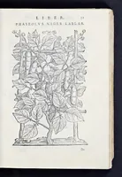 Picture 9 of 17 from Prosperi Alpini De plantis Aegypti liber : In quo non pauci, qui circa herbarum materiam irrepserunt, errores, deprehenduntur, quorum causa hactenus multa medicamenta ad vsum medicin[ae] admodum expetenda, plerisque medicorum, non sine artis iactura, occulta, atque obsoleta iacuerunt : accessit etiam liber de balsamo aliàs editus (1592), leaf 72