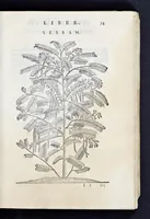 Picture 10 of 17 from Prosperi Alpini De plantis Aegypti liber : In quo non pauci, qui circa herbarum materiam irrepserunt, errores, deprehenduntur, quorum causa hactenus multa medicamenta ad vsum medicin[ae] admodum expetenda, plerisque medicorum, non sine artis iactura, occulta, atque obsoleta iacuerunt : accessit etiam liber de balsamo aliàs editus (1592), leaf 78