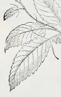 An illustration from Prosperi Alpini De plantis Aegypti liber : In quo non pauci, qui circa herbarum materiam irrepserunt, errores, deprehenduntur, quorum causa hactenus multa medicamenta ad vsum medicin[ae] admodum expetenda, plerisque medicorum, non sine artis iactura, occulta, atque obsoleta iacuerunt : accessit etiam liber de balsamo aliàs editus (1592)