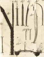An illustration from Arcana naturae detecta (1695)