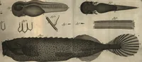 An illustration from Arcana naturae detecta (1695)