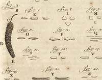 Picture 36 of 69 from Arcana naturae detecta (1695), leaf 282