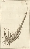An illustration from Arcana naturae detecta (1695)