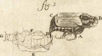 An illustration from Arcana naturae detecta (1695)