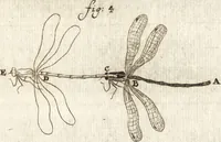 An illustration from Arcana naturae detecta (1695)