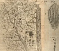 An illustration from Arcana naturae detecta (1695)