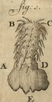 Picture 44 of 69 from Arcana naturae detecta (1695), leaf 382