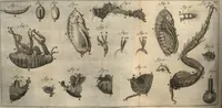 An illustration from Arcana naturae detecta (1695)