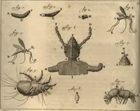Picture 48 of 69 from Arcana naturae detecta (1695), leaf 429