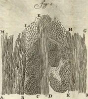 Picture 53 of 69 from Arcana naturae detecta (1695), leaf 503
