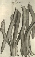 An illustration from Arcana naturae detecta (1695)