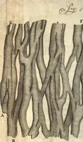 Picture 55 of 69 from Arcana naturae detecta (1695), leaf 503