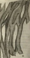 An illustration from Arcana naturae detecta (1695)