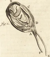 An illustration from Arcana naturae detecta (1695)