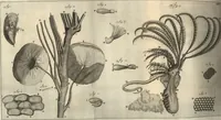 An illustration from Arcana naturae detecta (1695)
