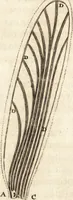 Picture 12 of 69 from Arcana naturae detecta (1695), leaf 54
