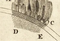 An illustration from Arcana naturae detecta (1695)
